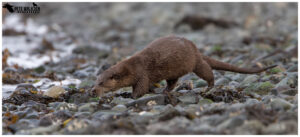 Otter On A Beach