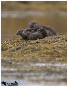 Otter Family Group