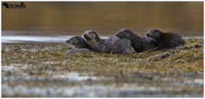 Otter Family Group