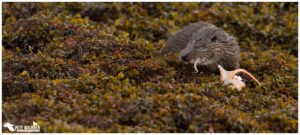 Otter Cub