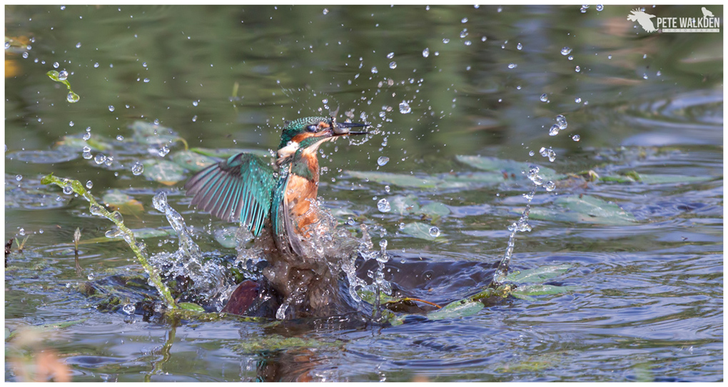 Kingfisher bursts up out of the water