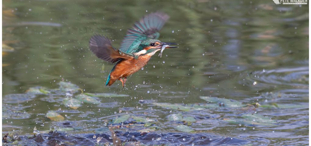 Kingfisher flies off with fish