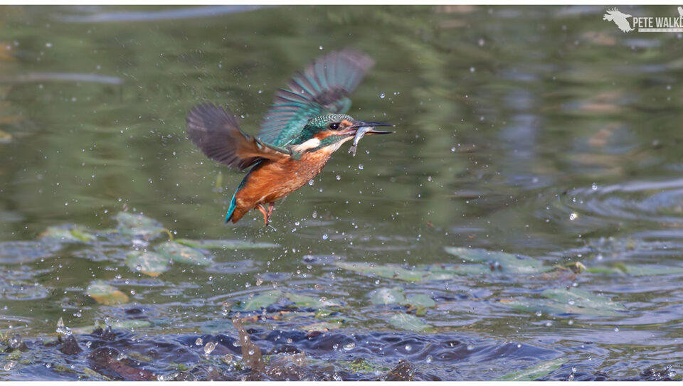 Kingfisher flies off with fish