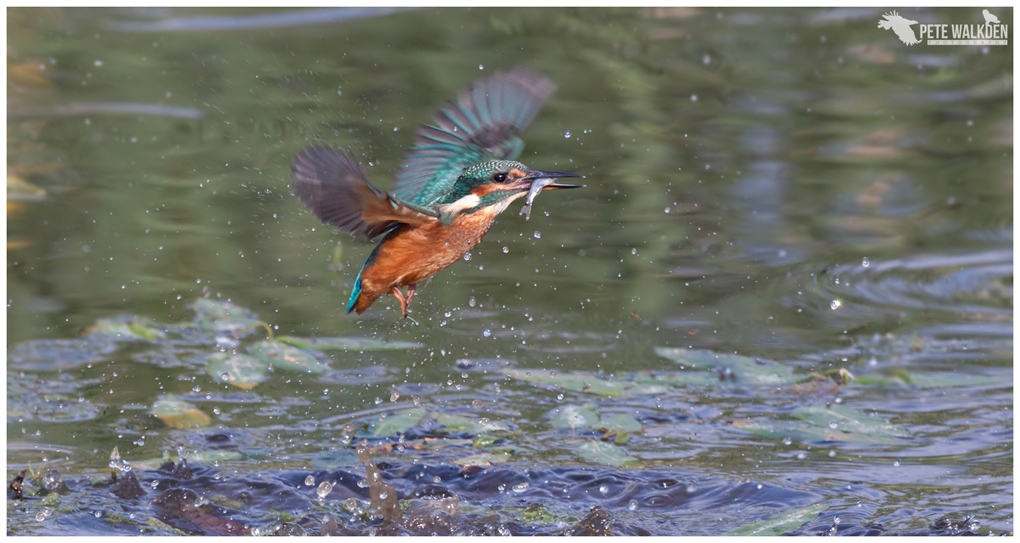 Kingfisher flies off with fish