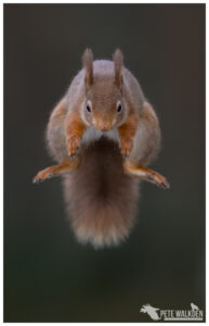 Red Squirrel