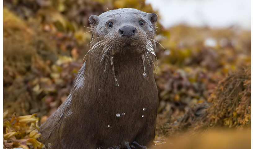 Mull Otter Tour 2019