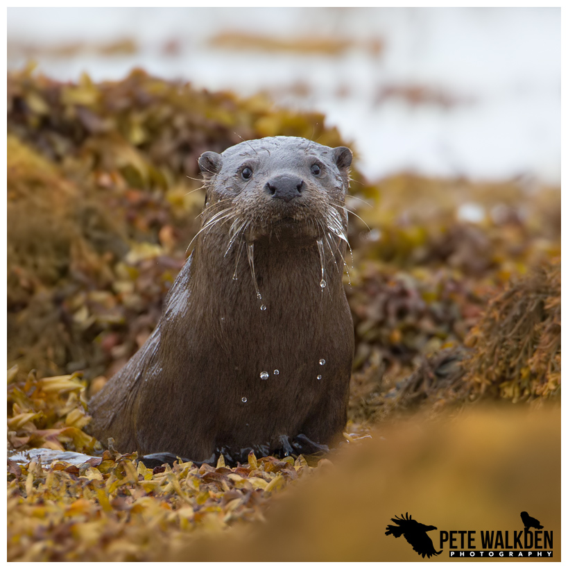 Mull Otter Tour 2019