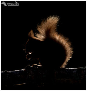 Red Squirrel