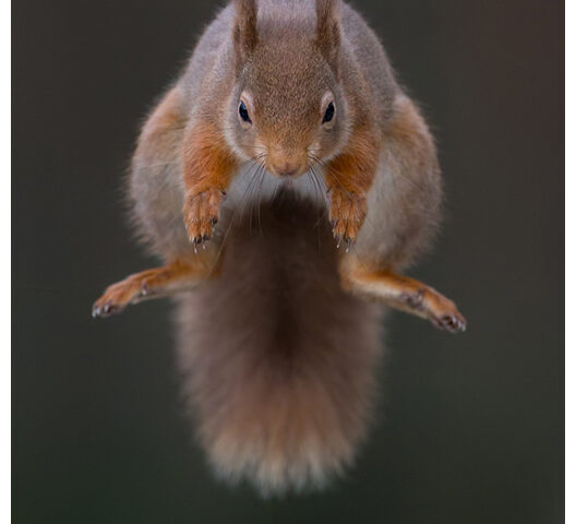 Symmetric Squirrel