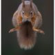 Symmetric Squirrel