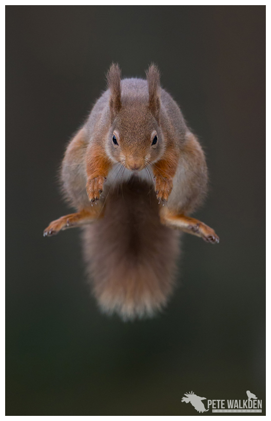 Symmetric Squirrel