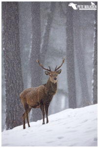 Red Deer Stag