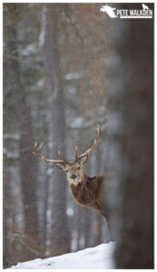 Red Deer Stag