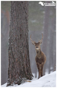 Red Deer Stag