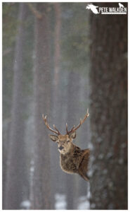 Red Deer Stag