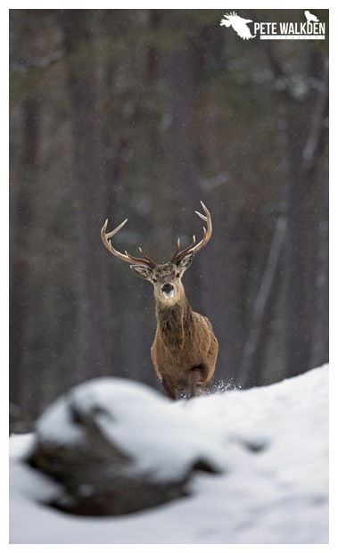 Red Deer Stag