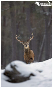 Red Deer Stag