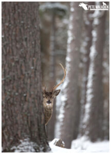 Red Deer Stag