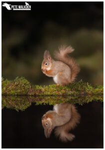 Red Squirrel