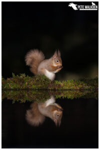 Red Squirrel