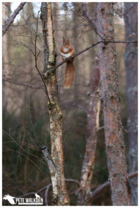 Red Squirrel