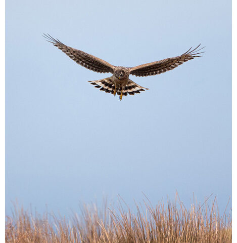 Hen Harrier