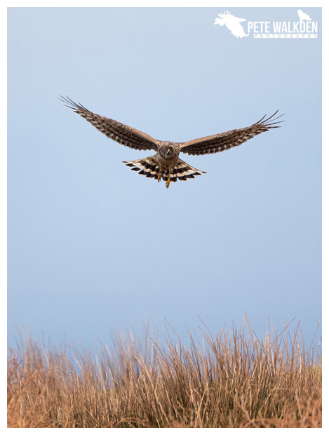 Hen Harrier