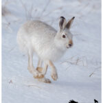 Mountain Hare