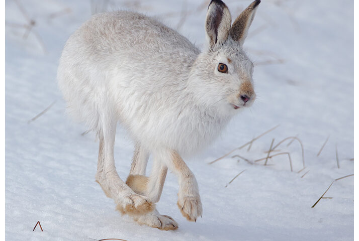 Mountain Hare