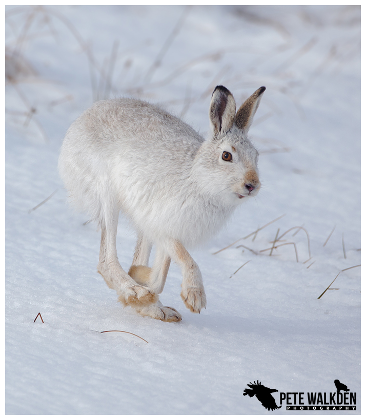 Mountain Hare