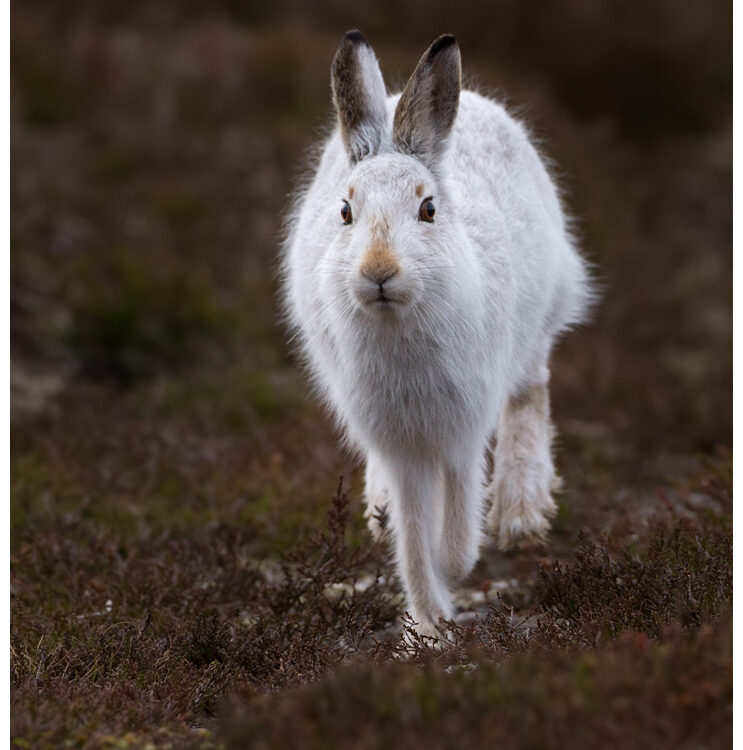 Mountain Hares Pete Walkden Photography