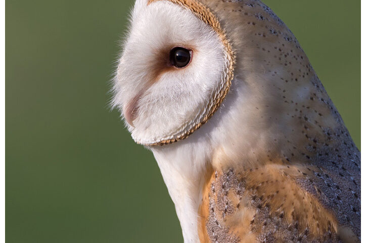 Barn owl portrait