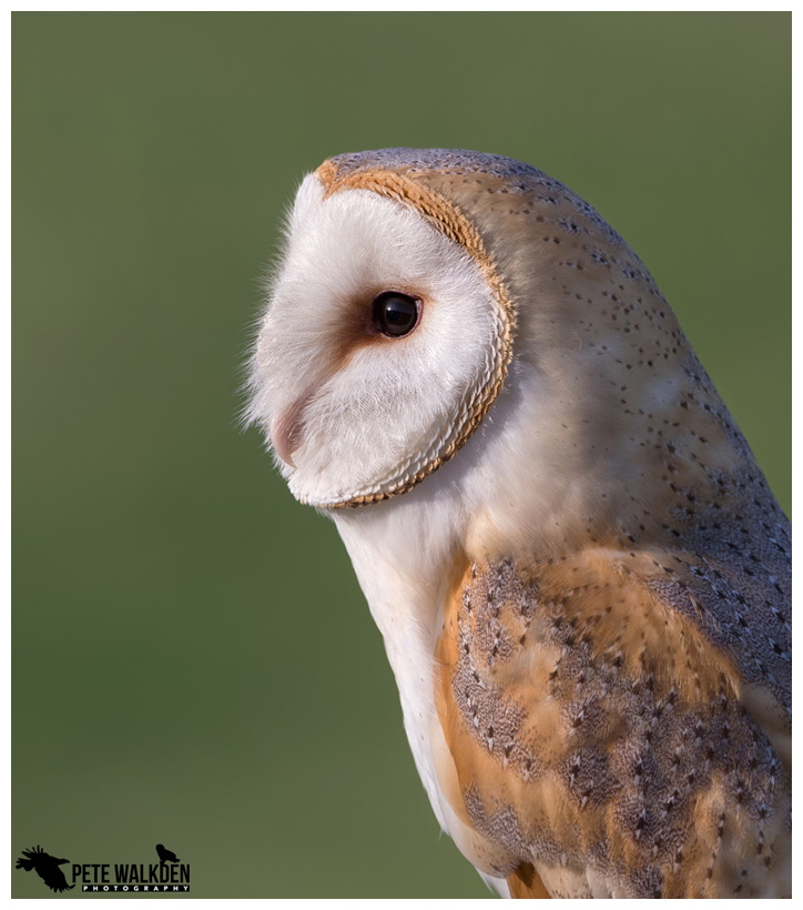 Barn owl portrait