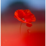 Wild Poppy