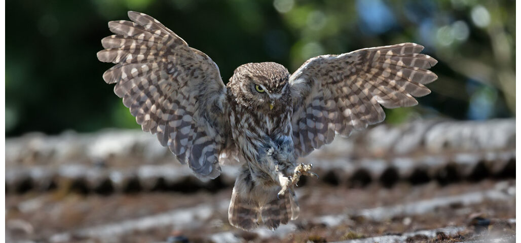 Little Owl Workshop