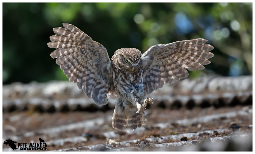 Little Owl Workshop