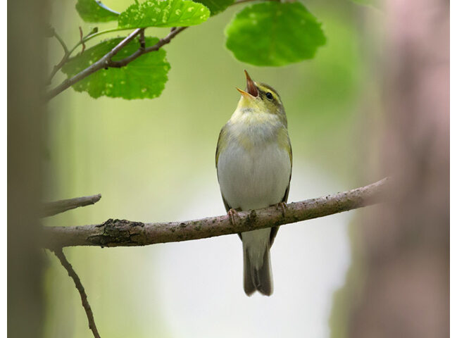 Wood Warbler