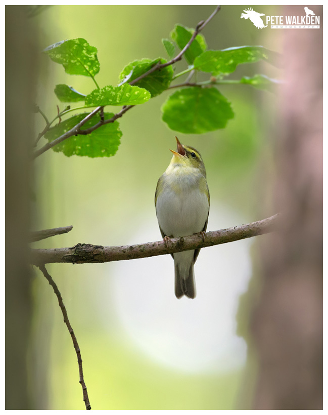 Wood Warbler