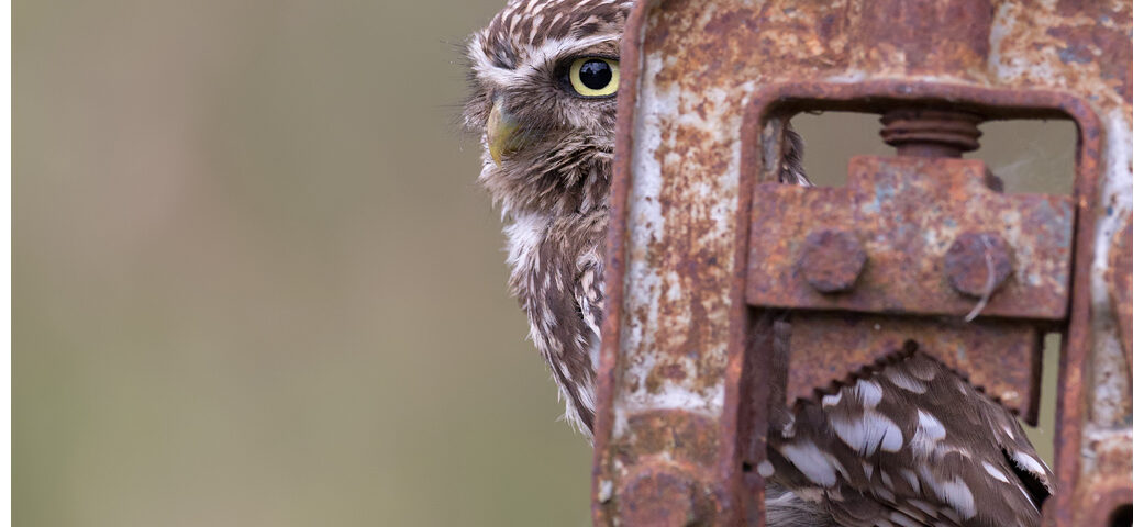 Little Owl