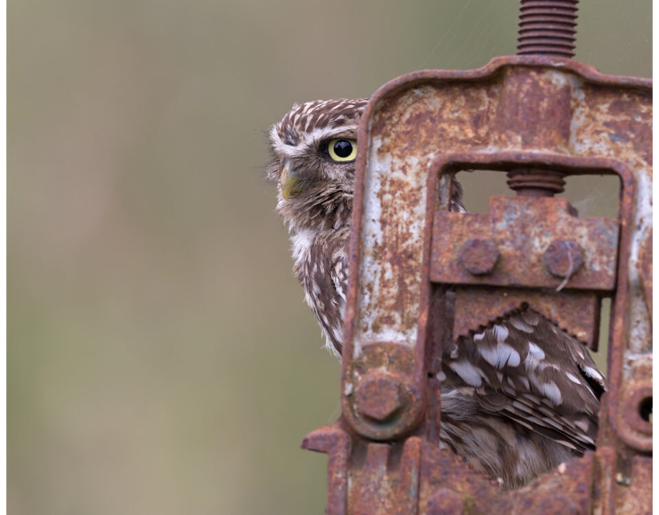 Little Owl