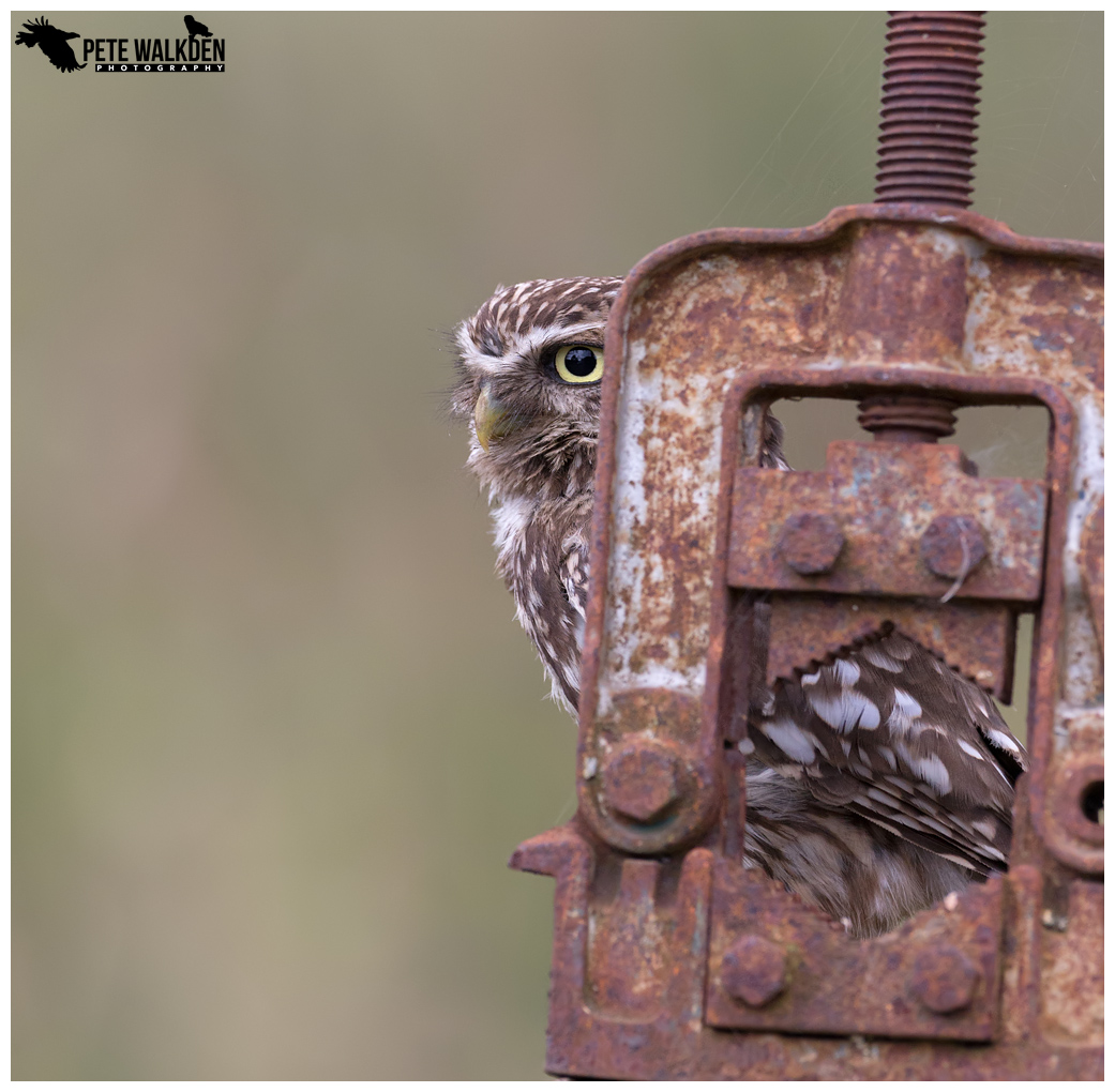 Little Owl