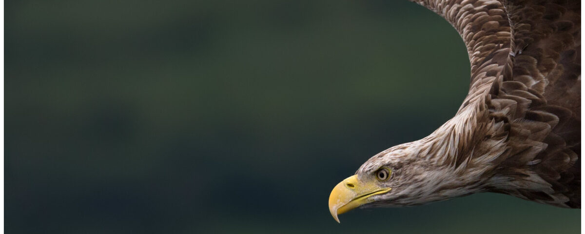 White-Tailed Eagle