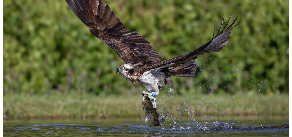 Osprey with trout