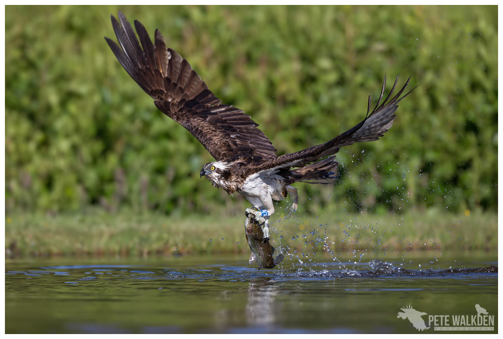 Osprey with trout