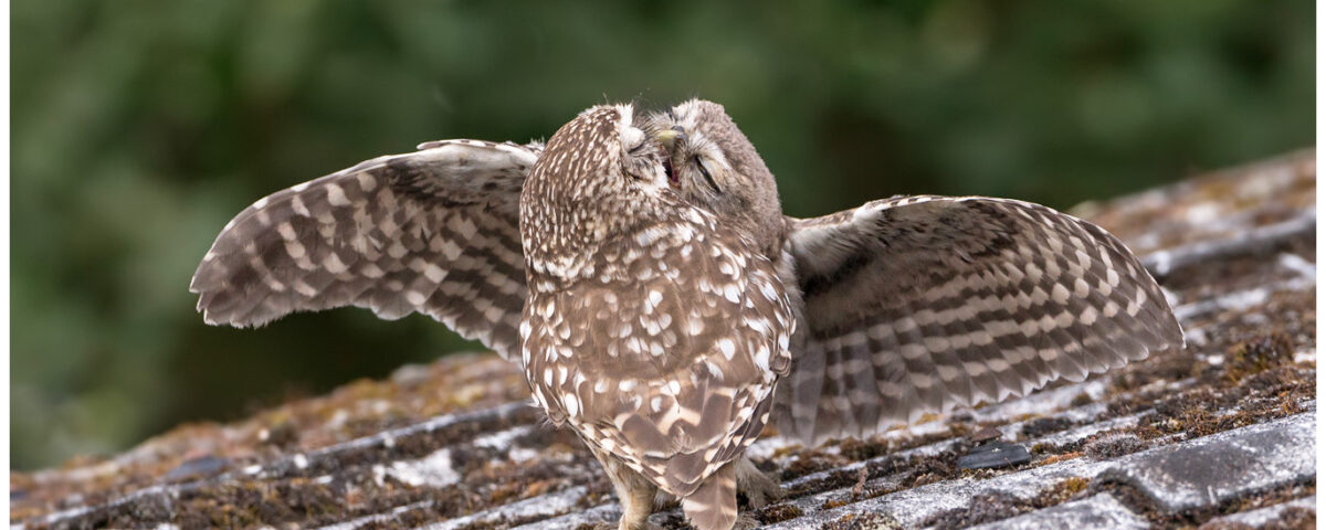 Little Owls Feeding