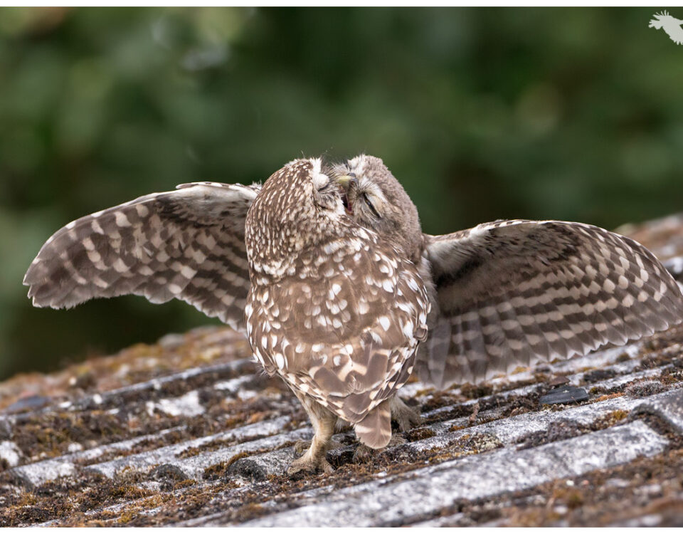 Little Owls Feeding