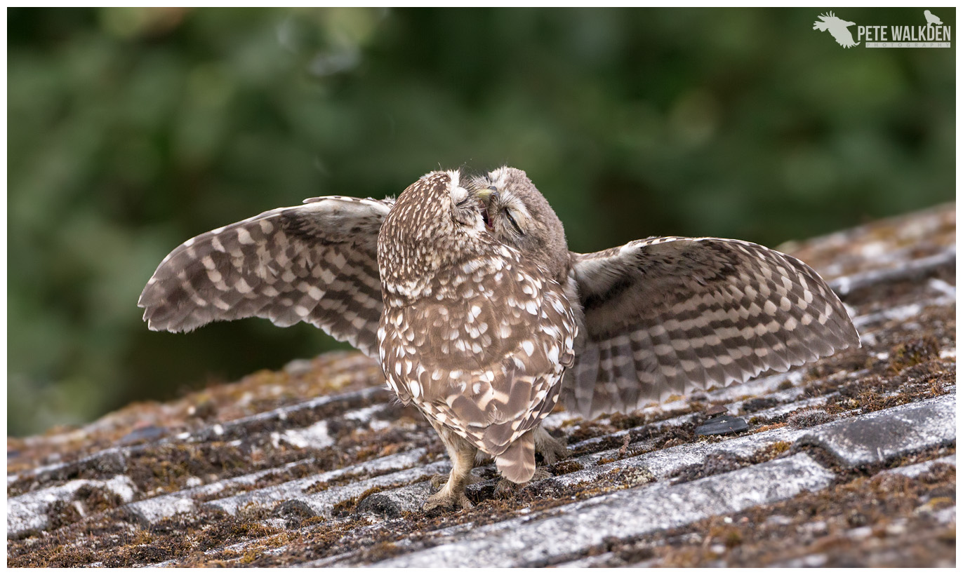 Little Owls Feeding