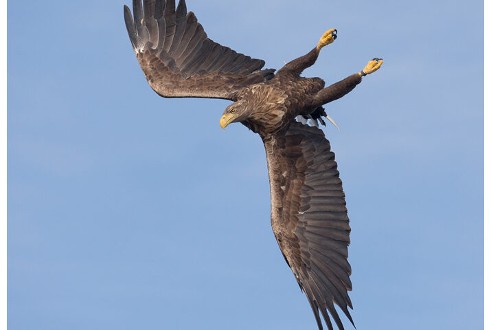 White-Tailed Eagle