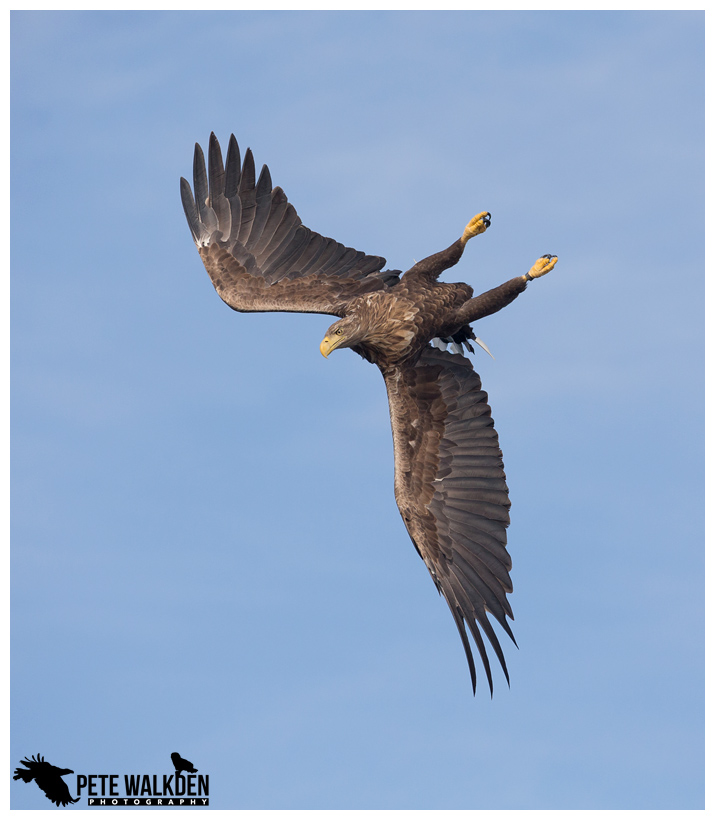 White-Tailed Eagle