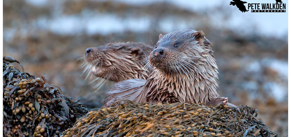 Mull Otters